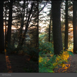 Lightroom Mastery - Professional Level Course (8 hours - small group) - Image 10